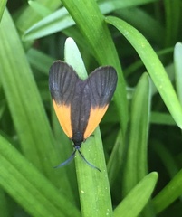 Pyromorpha dimidiata