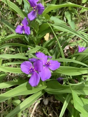 Tradescantia ernestiana