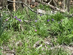 Tradescantia ernestiana