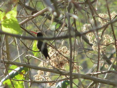 Cynanthus doubledayi