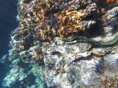 Gymnothorax castaneus