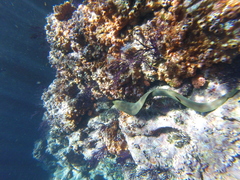 Gymnothorax castaneus