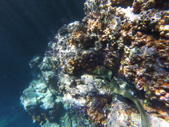 Gymnothorax castaneus