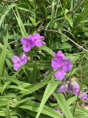 Tradescantia ernestiana