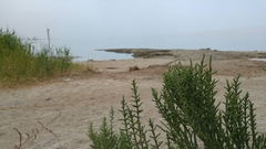 Arthrocaulon macrostachyum