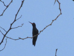 Cynanthus doubledayi