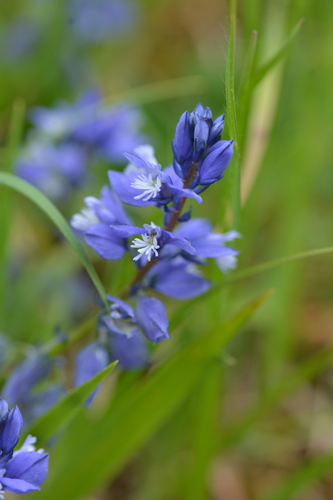 Polygala calcarea, photograph 4