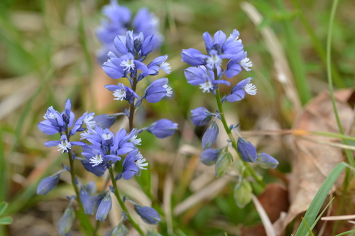 Polygala calcarea, photograph 3