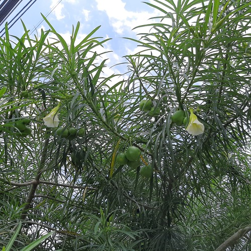 Thevetia peruviana - Whole tree