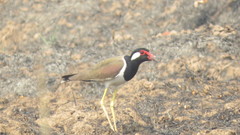 Vanellus indicus atronuchalis