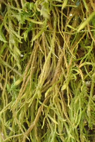 Anomodontella longifolia observed 2026-04-27