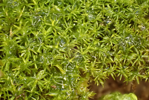Gymnostomum aeruginosum observed 2026-04-27