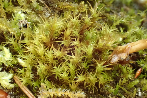 Didymodon rigidulus, 2026-04-27