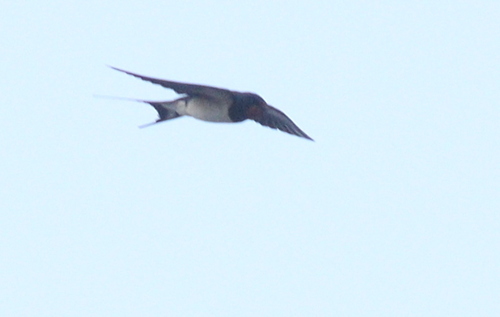 Barn Swallow