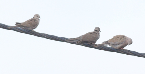 Eurasian Collared-Dove