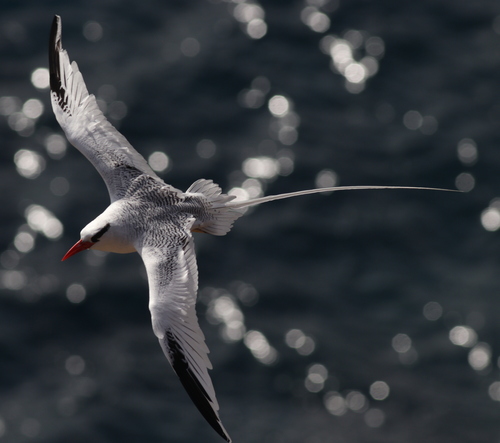Red-billed Tropicbird