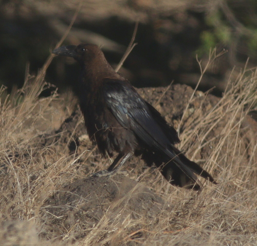 Cuervo desertícola (Corvus ruficollis)