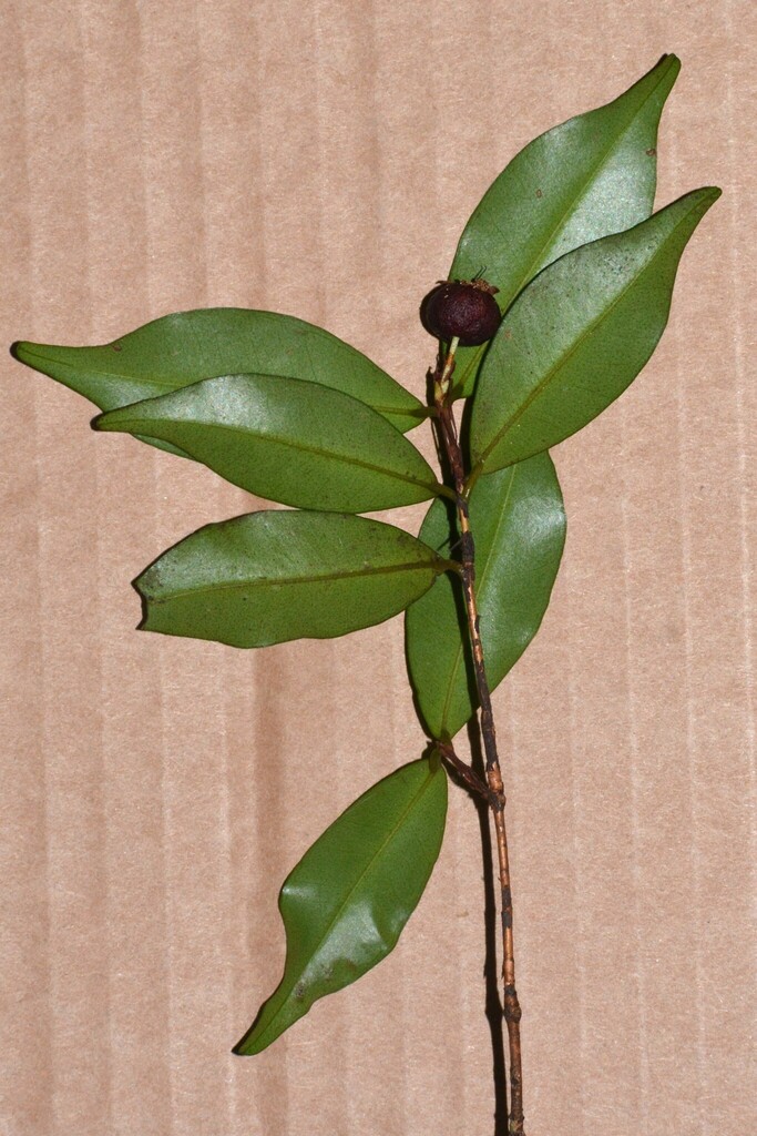 Eugenia xanthoxyloides