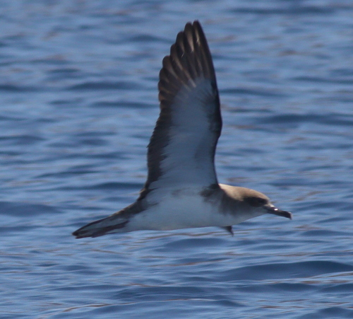 Cape Verde Shearwater (Calonectris edwardsii), photo 8