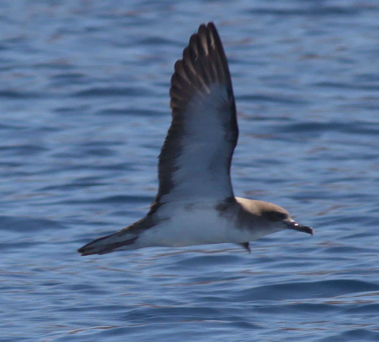 Cape Verde Shearwater (Calonectris edwardsii), photo 8
