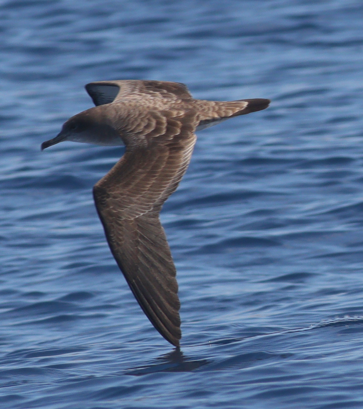 Cape Verde Shearwater (Calonectris edwardsii), photo 9
