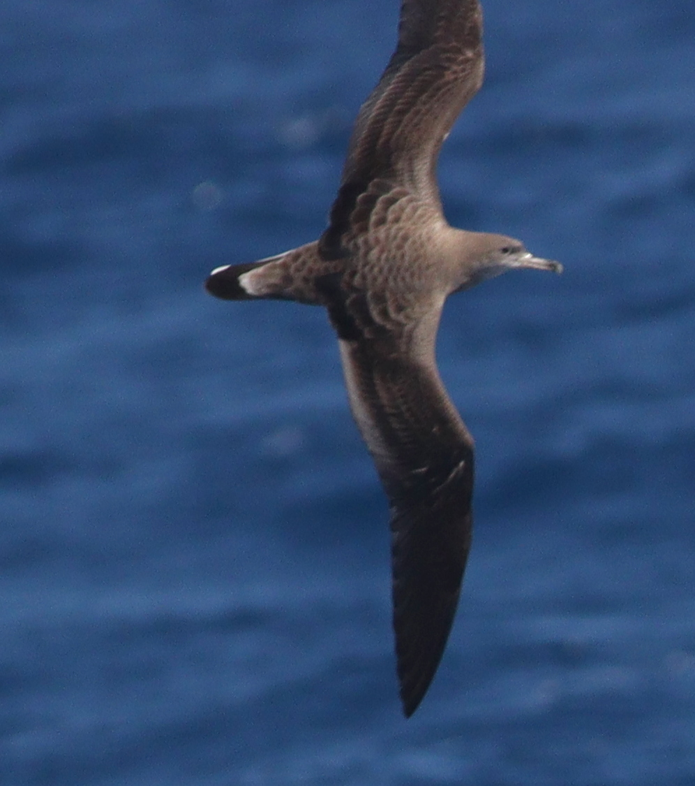 Cape Verde Shearwater (Calonectris edwardsii), photo 1