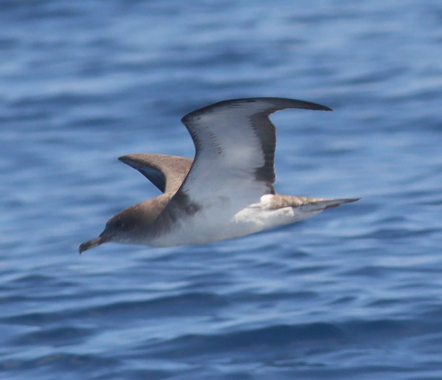 Cape Verde Shearwater (Calonectris edwardsii), photo 10