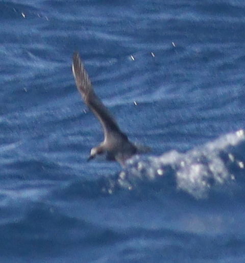 Cape Verde Petrel (Pterodroma feae), photo 3