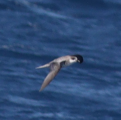 Cape Verde Petrel (Pterodroma feae), photo 2