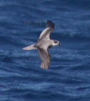 Cape Verde Petrel (Pterodroma feae)