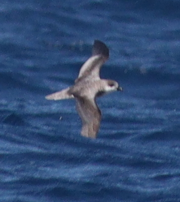 Cape Verde Petrel (Pterodroma feae), photo 1