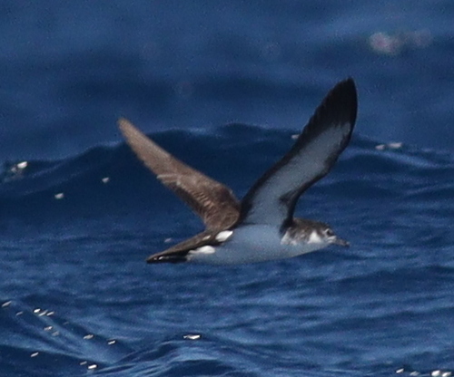 Boyd's Shearwater (Puffinus boydi), photo 2