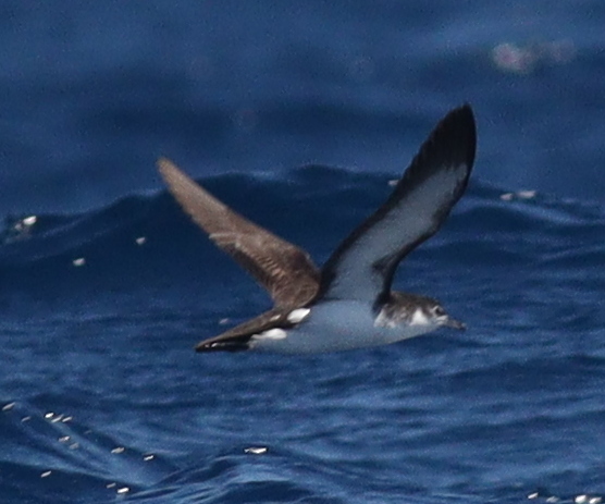 Boyd's Shearwater (Puffinus boydi), photo 2