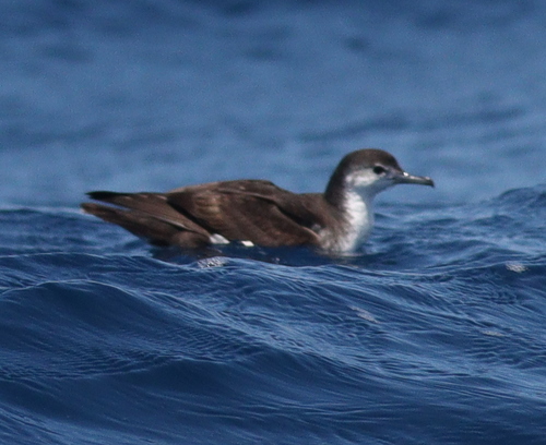 Boyd's Shearwater (Puffinus boydi), photo 10