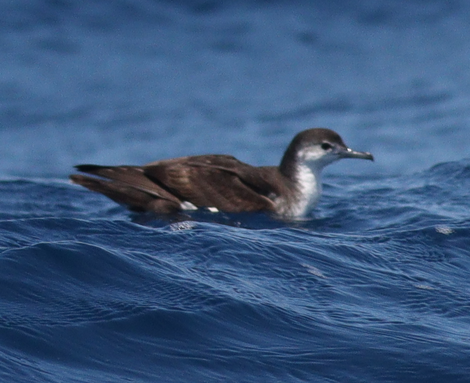 Boyd's Shearwater (Puffinus boydi), photo 10