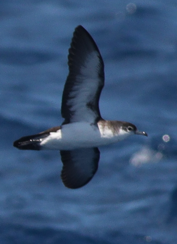 Boyd's Shearwater (Puffinus boydi), photo 9