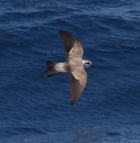 Paíño pechialbo (Pelagodroma marina)