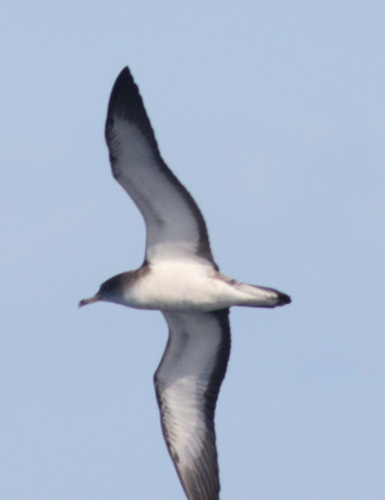 Pardela cenicienta de Cabo Verde (Calonectris edwardsii)