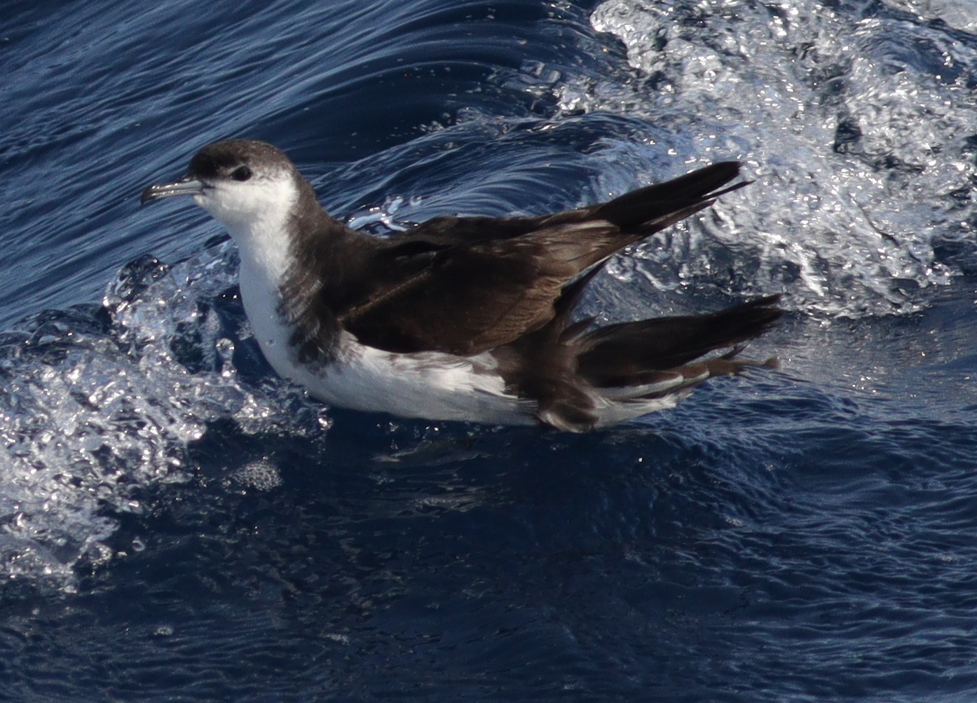 Boyd's Shearwater (Puffinus boydi), photo 8