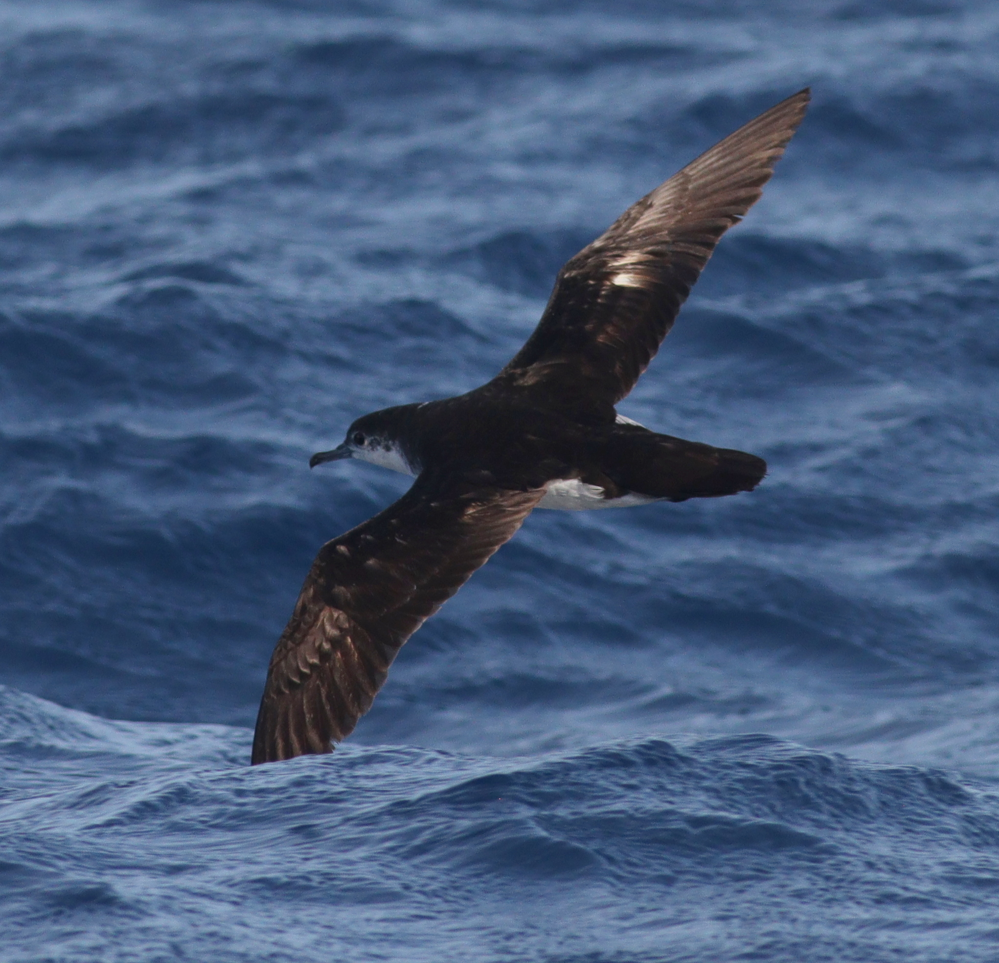 Boyd's Shearwater (Puffinus boydi), photo 3