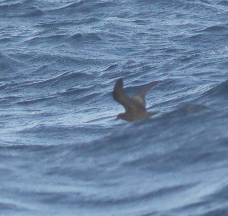 Bulwer's Petrel (Bulweria bulwerii), photo 1