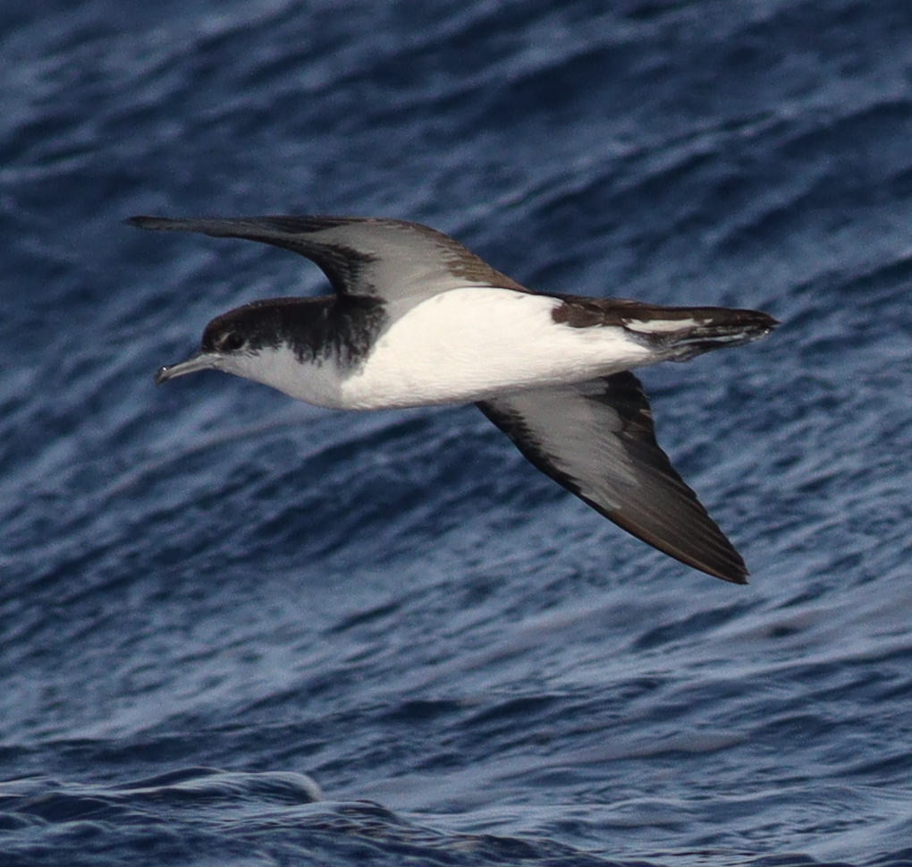 Boyd's Shearwater (Puffinus boydi), photo 5