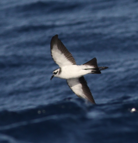 Paíño pechialbo (Pelagodroma marina)
