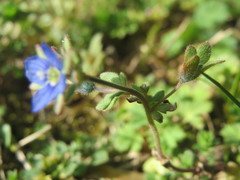 Veronica triphyllos