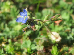 Veronica triphyllos