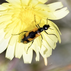 Eupompha elegans