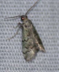 Cacotherapia flexilinealis