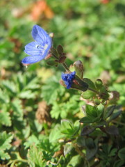 Veronica triphyllos