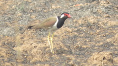Vanellus indicus atronuchalis