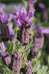 Lavandula stoechas stoechas